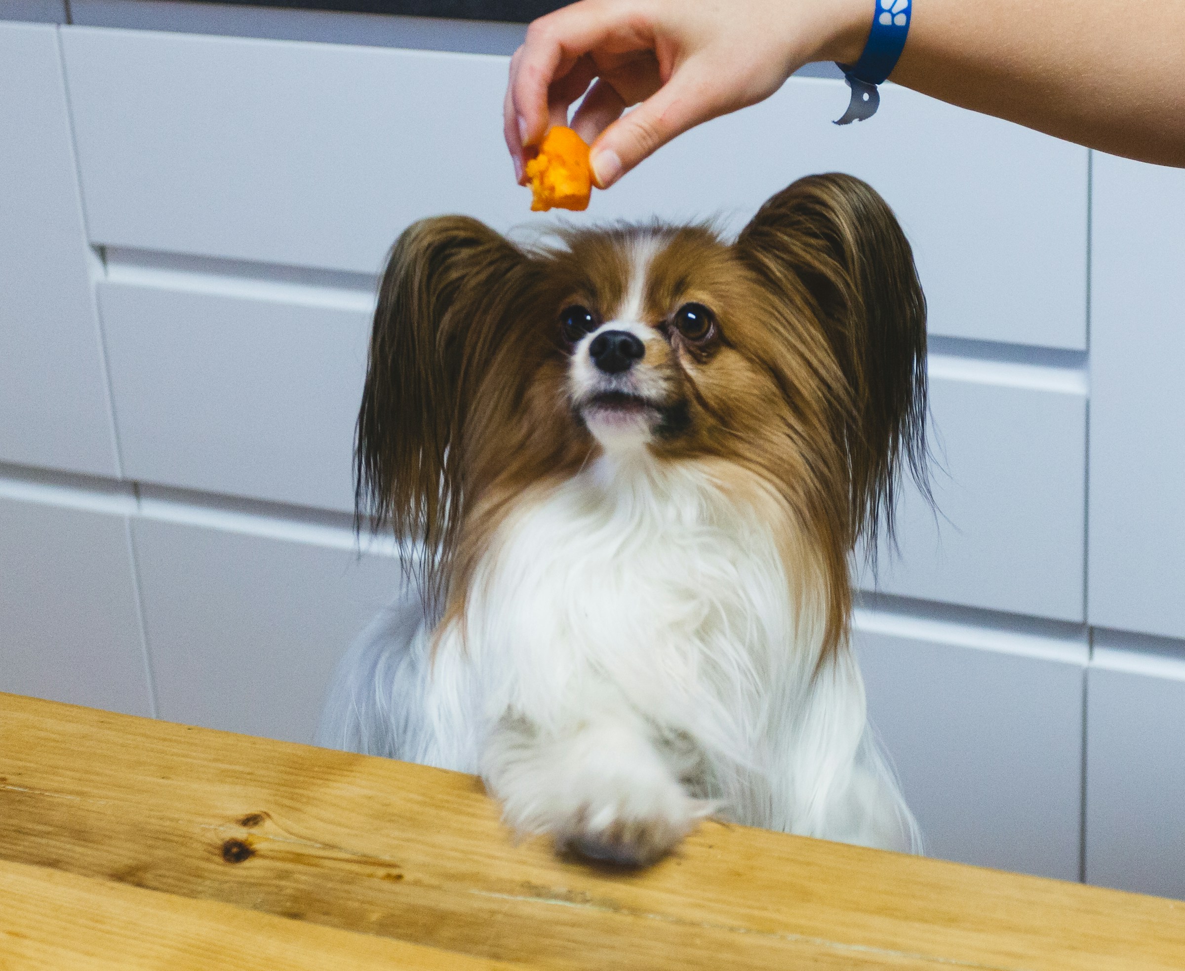 best natural dog food