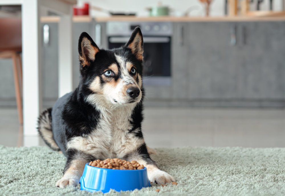 main image for the best chicken-free dog foods for sensitive stomaches