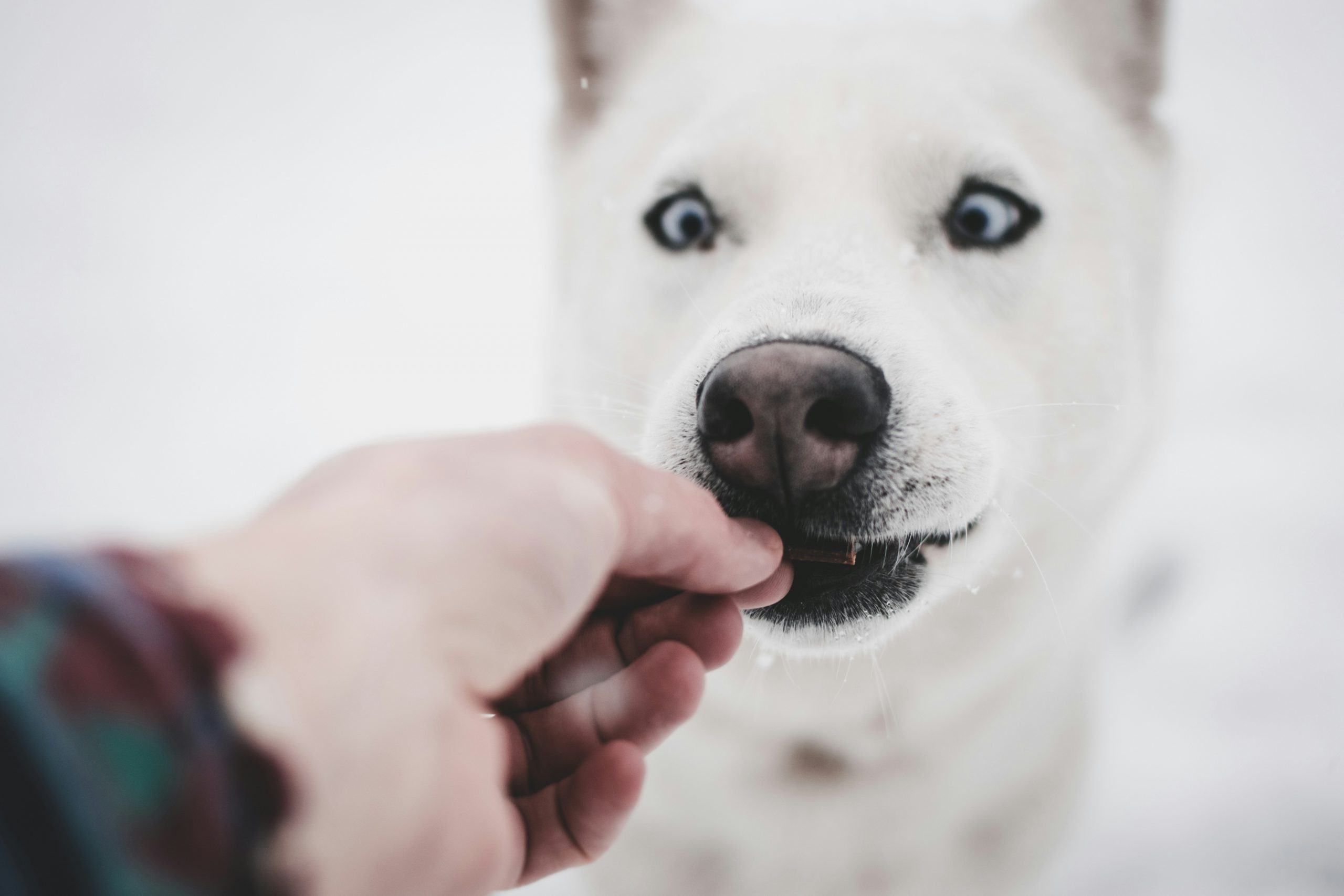 best puppy treats