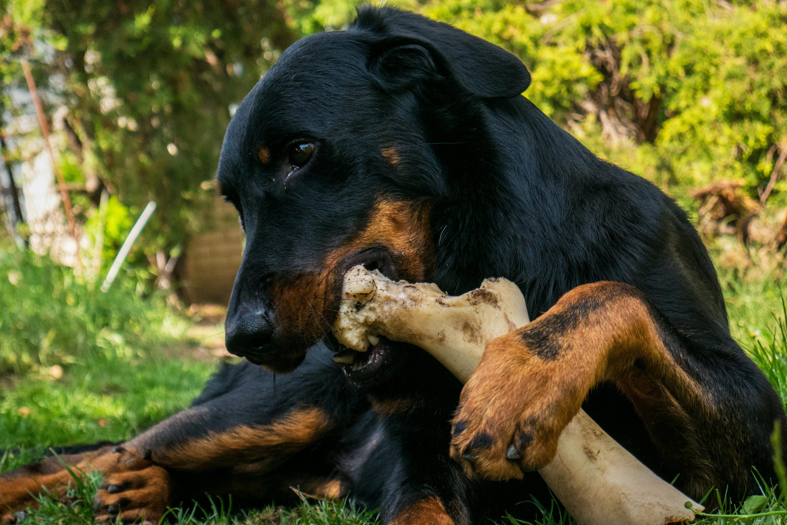 main image for the best smoked dog bones in 2024