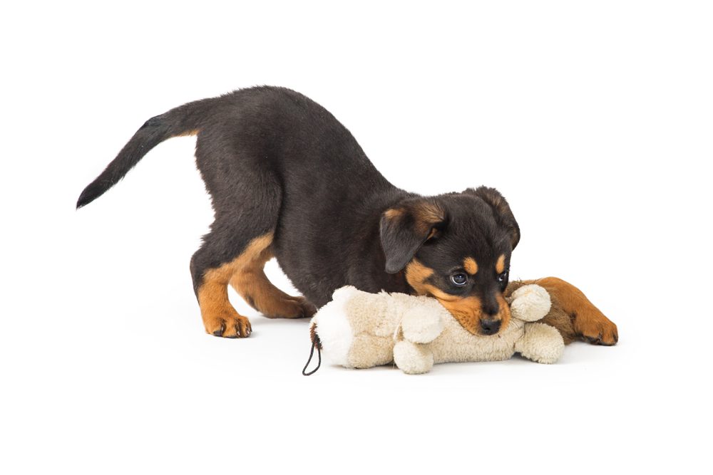 The 5 Best Stuffed Dog Toys For Comfort And Play - Dogtime