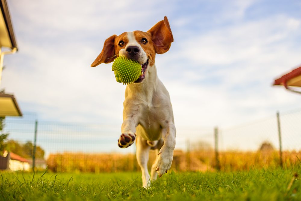 main image for 5 of the best ball dog toys