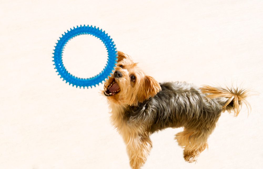 main image for the 5 best teething rings for growing puppies