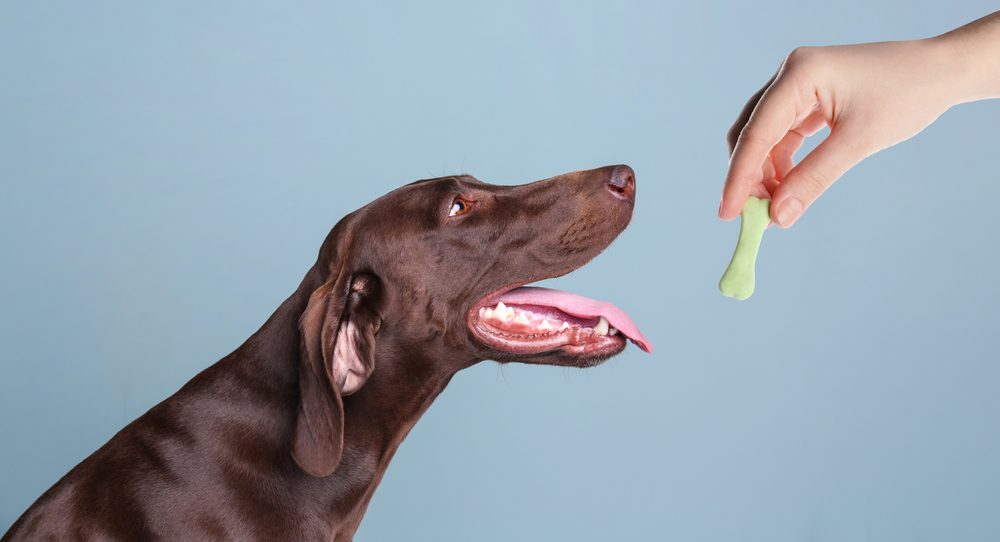 main image for the 5 best dog treats for sensitive stomachs to prevent digestive upset