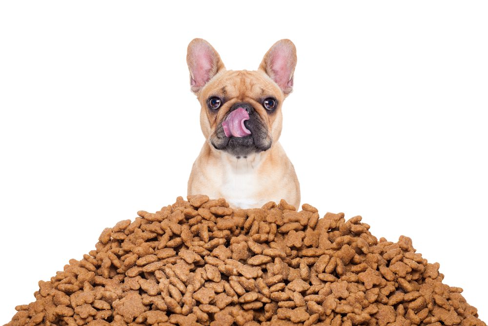 main image for the 5 best low-carb dog foods for keeping a healthy weight