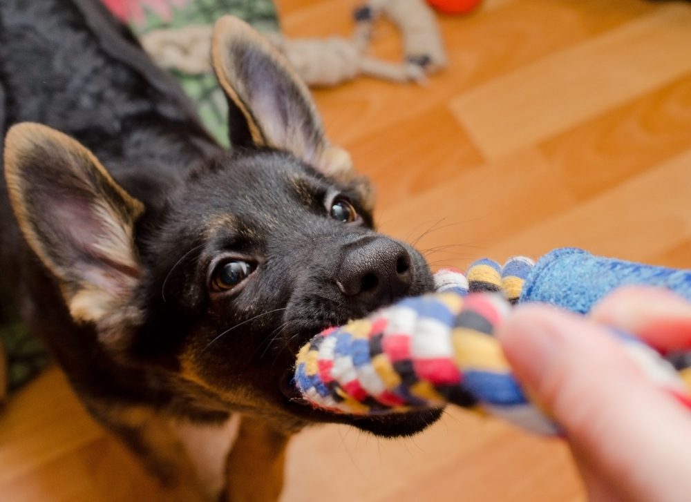 main image for 5 best tug toys to keep your active dog occupied