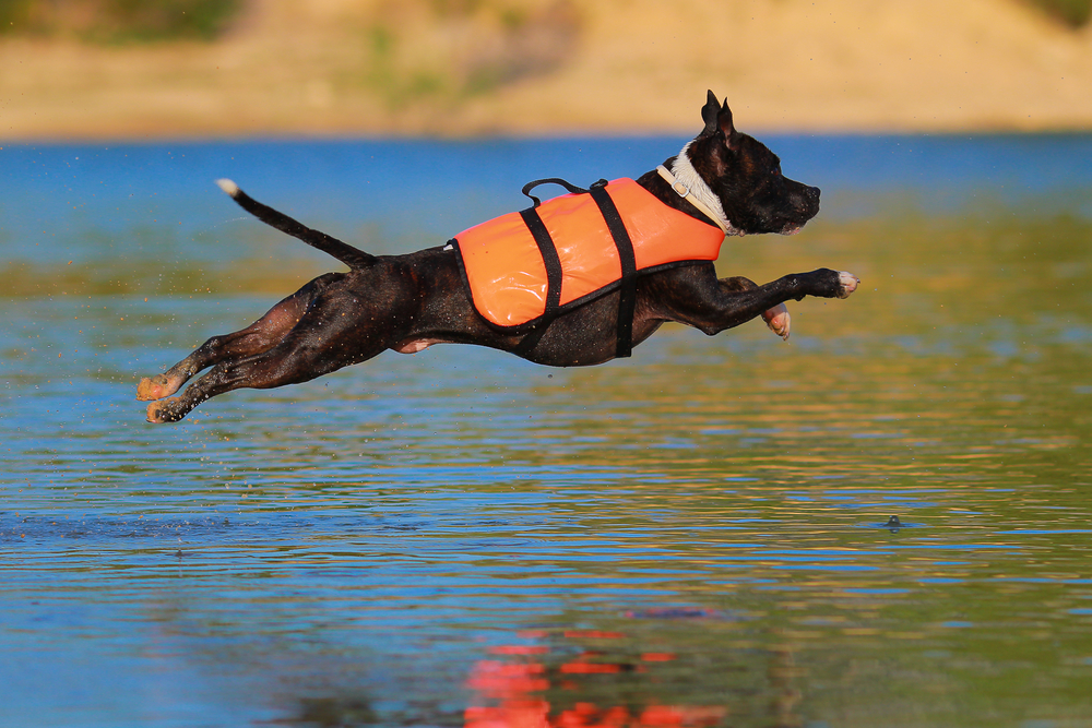 The Best Life Jackets For Dogs - Dogtime