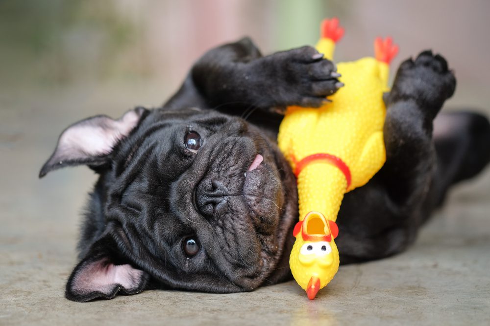 main image for 5 funny dog toys to keep your pup entertained