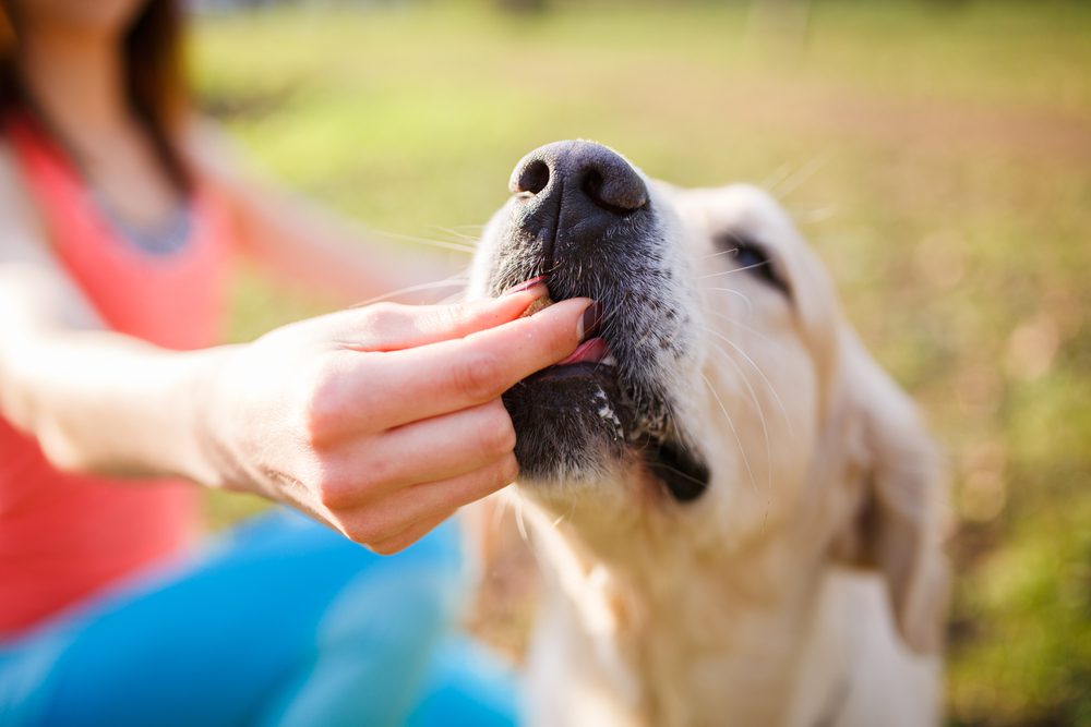 main image for the 5 best jerky treats for dogs