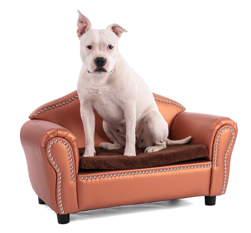 main image for the 5 best leather dog beds for your cooler-than-you canine