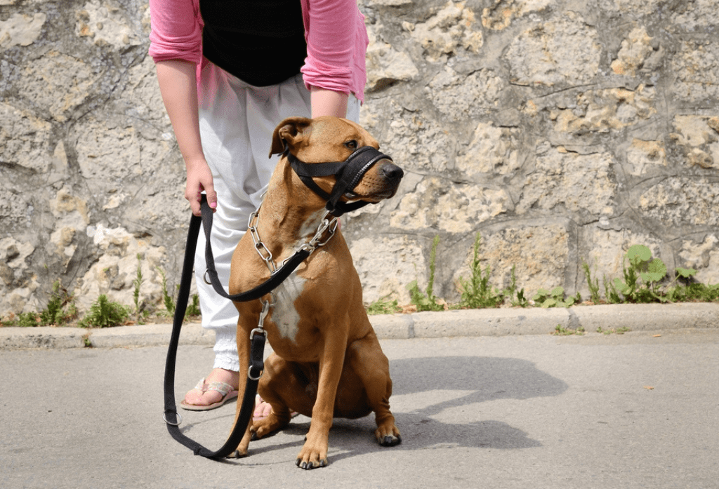 The 5 Best Dog Muzzle Alternatives for Your Playful Pooch Dogtime