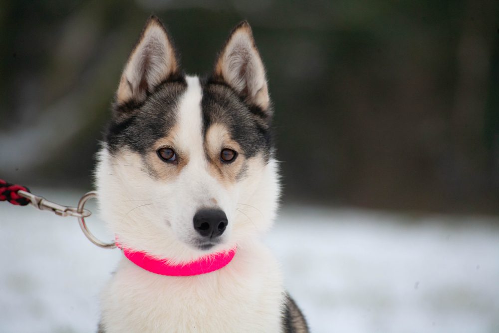 main image for our 5 best pink dog collars for the rosiest look