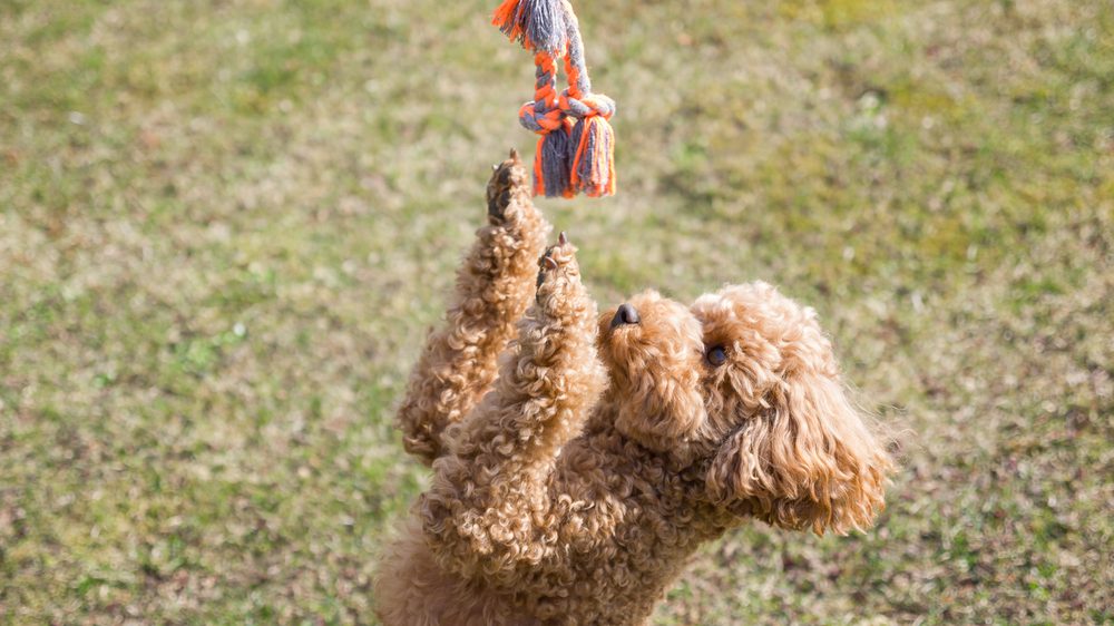 main image for the 5 best tetherballs for dogs that love to have fun