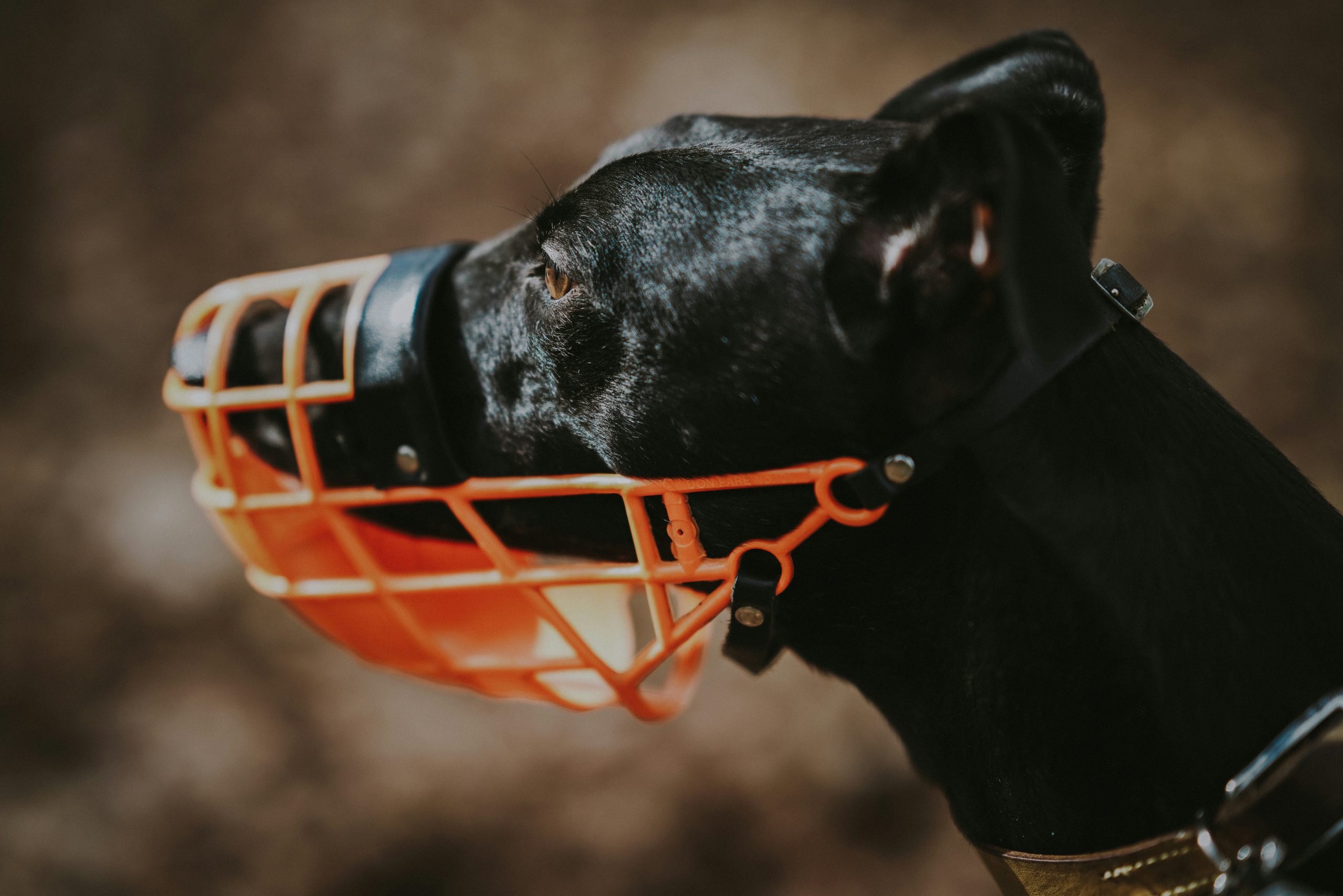the best basket muzzles for dogs in 2024 main image for the best basket muzzles for dogs in 2024