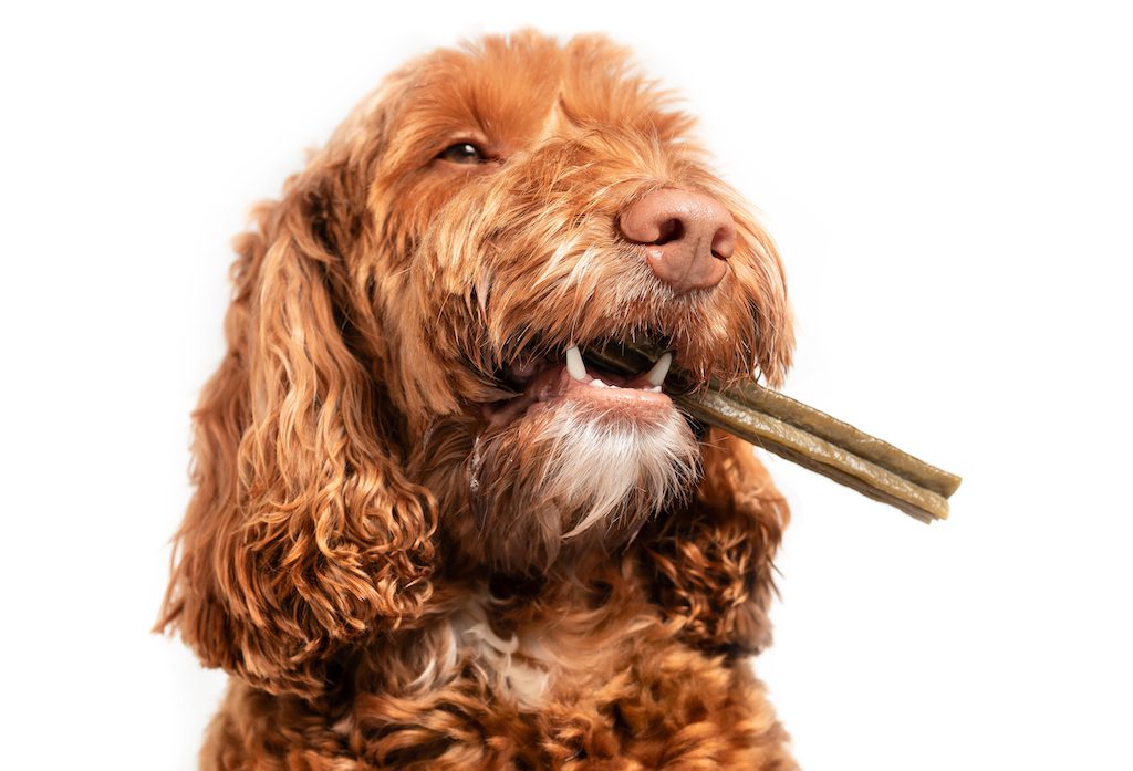 Best Dog Chews