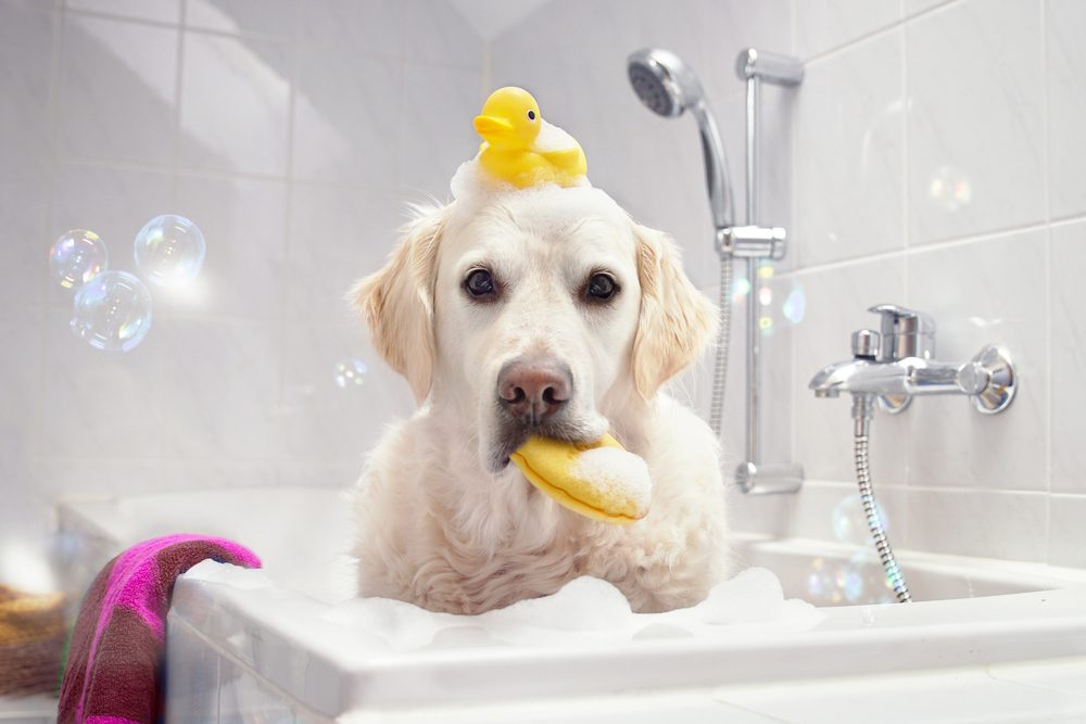 5 of the Best Dog Bathing Systems for a Squeaky Clean Pup Dogtime