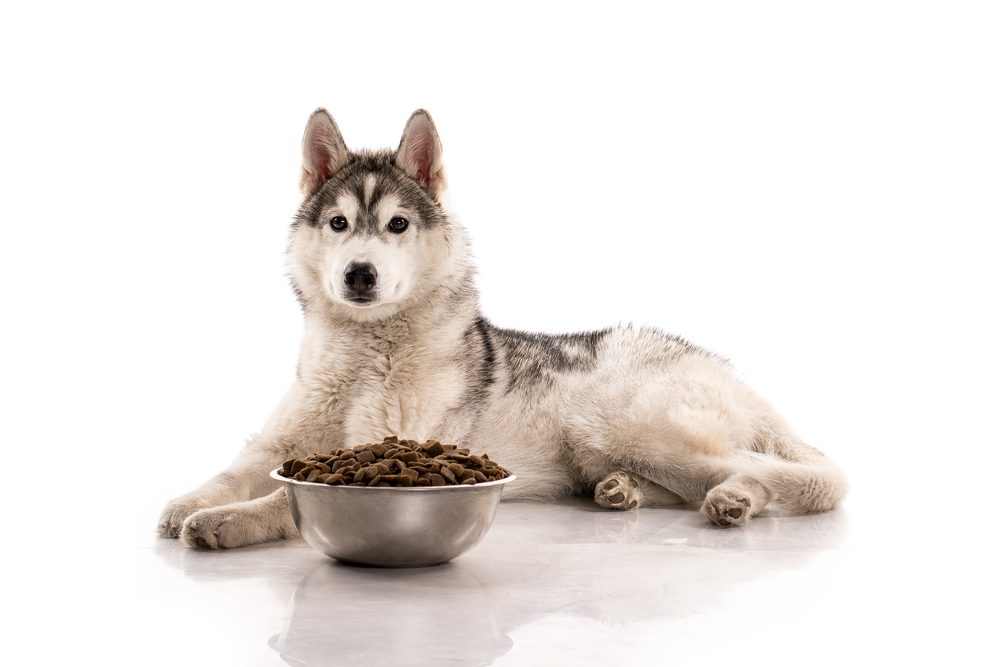 main image for 5 best dog foods for keeping huskies healthy