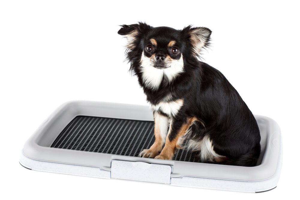 The 5 Best Indoor Dog Toilets For Pampered Pups Dogtime