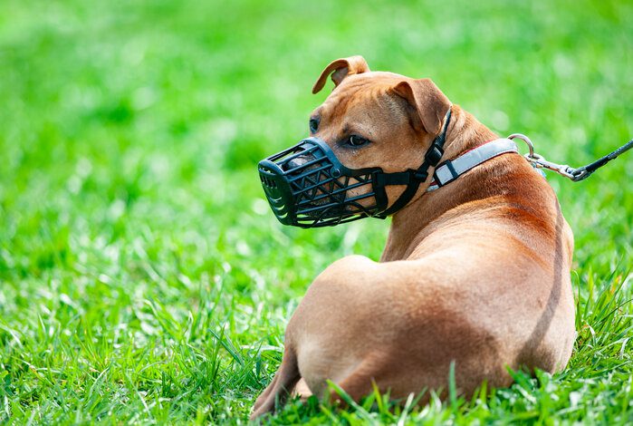 the best dog mouth cover to help manage an aggressive canine main image for the best dog mouth cover to help manage an aggressive canine
