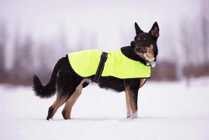 main image for the best dog jacket harnesses to keep your canine comfy and secure