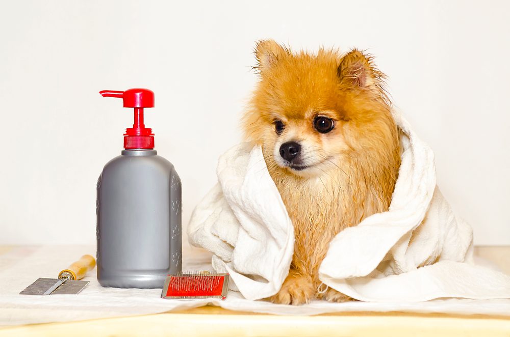 The 5 Best Dog Hair Gels And Hair Styling Products Dogtime