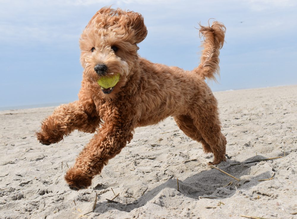 best foods to feed your goldendoodles