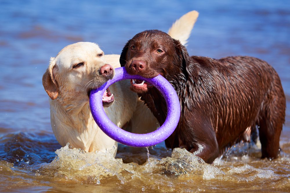 main image for the 5 best water toys for dogs who want to make a splash