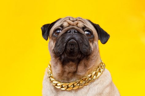 Best Dog Necklaces To Help Your Pooch Look Pretty