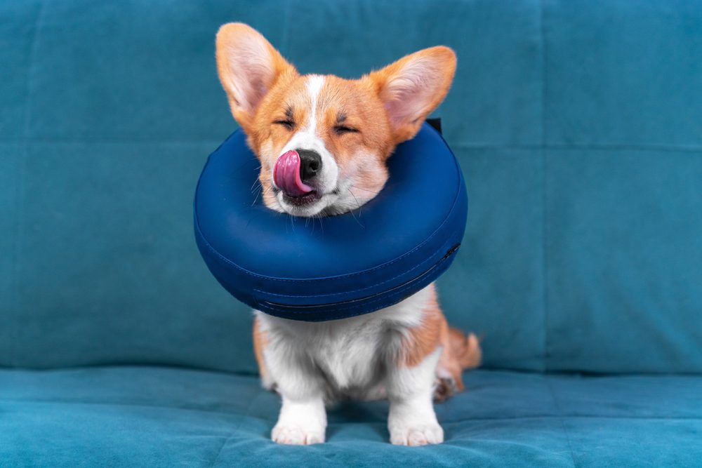 main image for the 5 best dog neck collars for your recovering pup