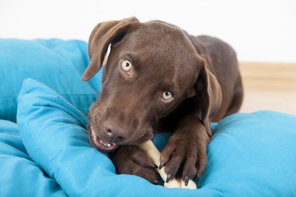 main image for the 5 best dog bones for puppies