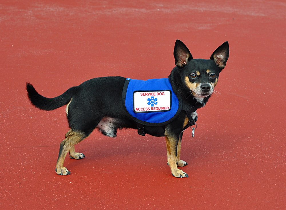 Best Service Vests For Small Dogs