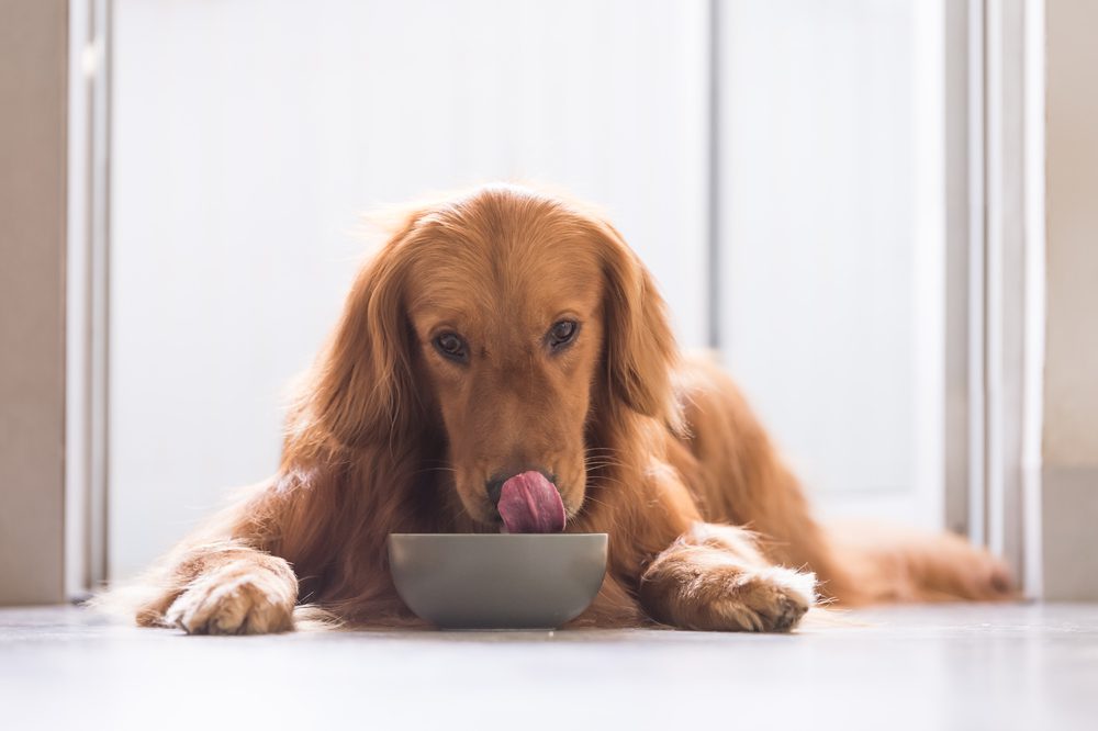 main image for the 5 best dog foods to keep a hungry pooch happy and full