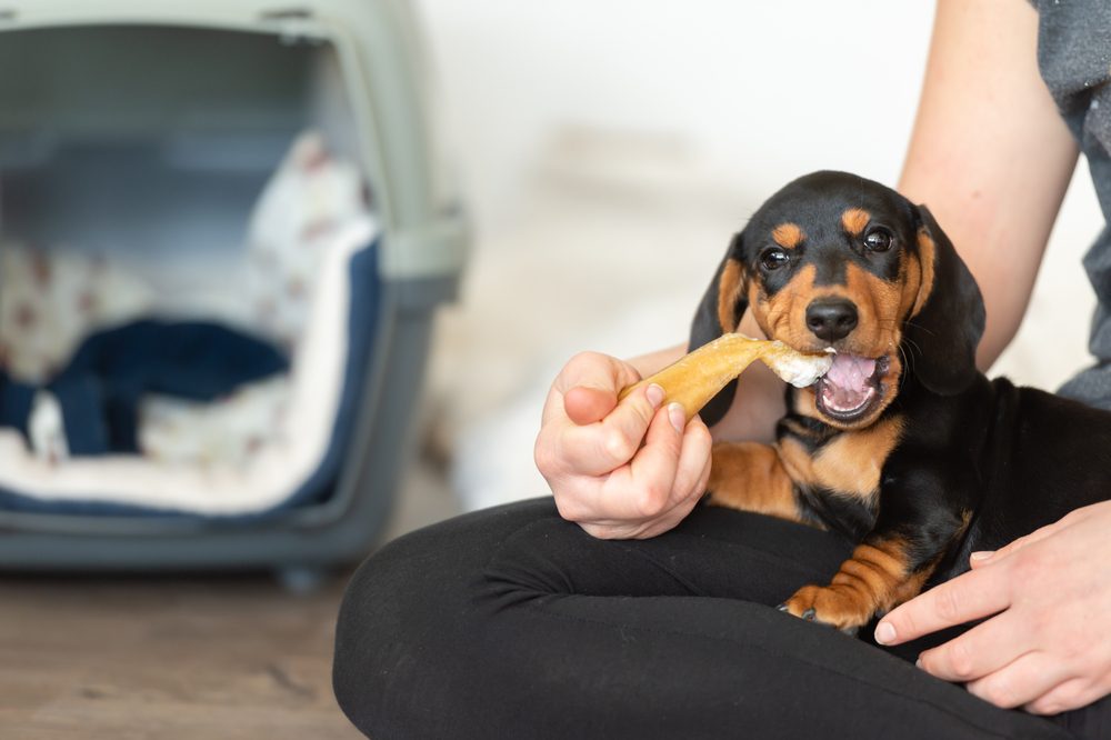 main image for the best dog bone bits for a little snack