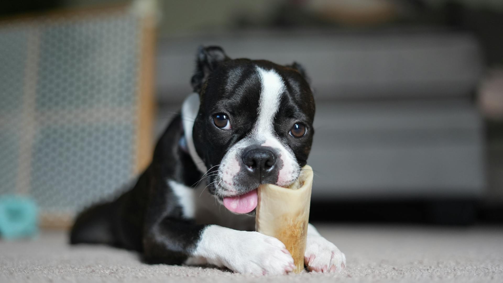 best dog bones for puppies