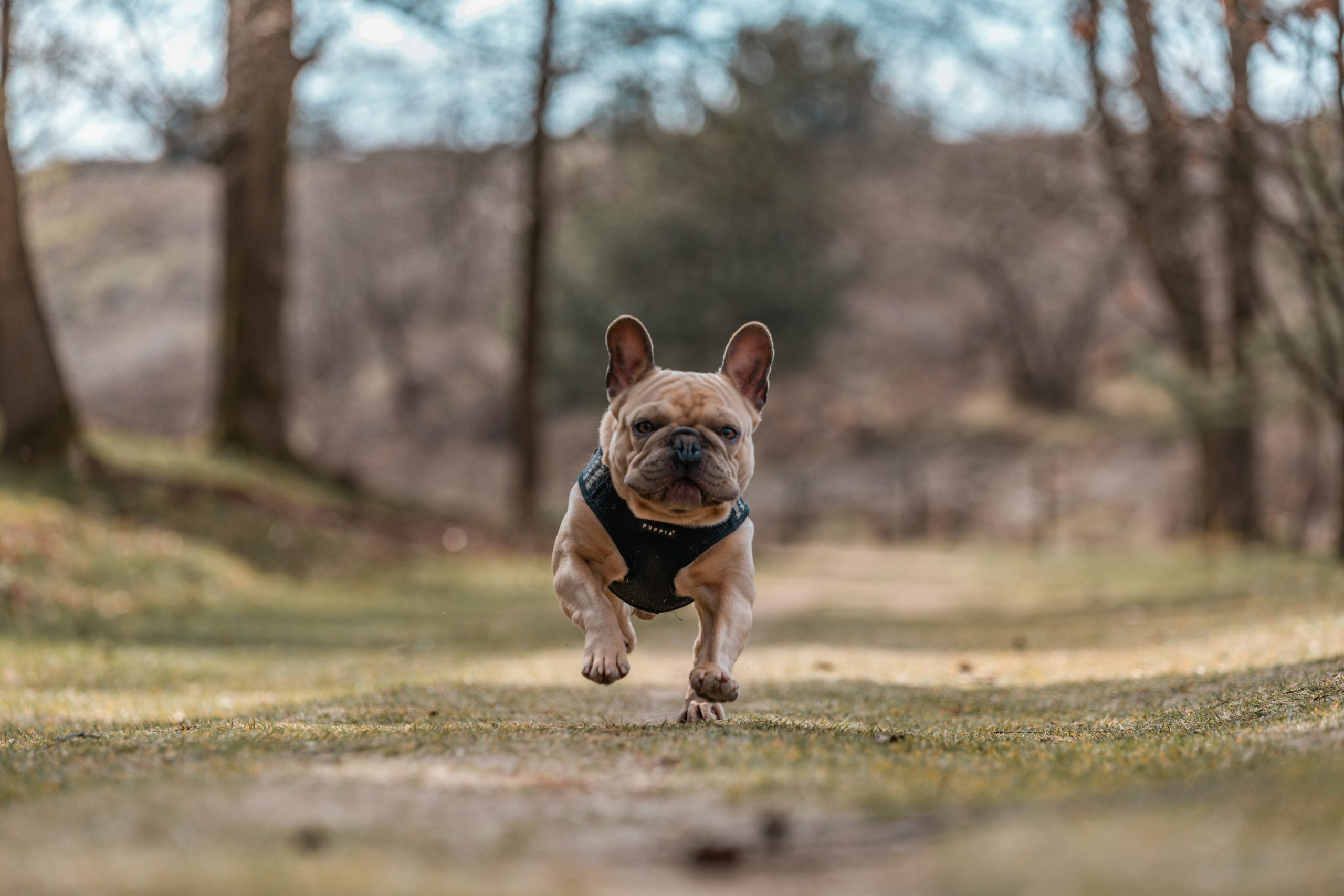 best dog food for french bulldogs