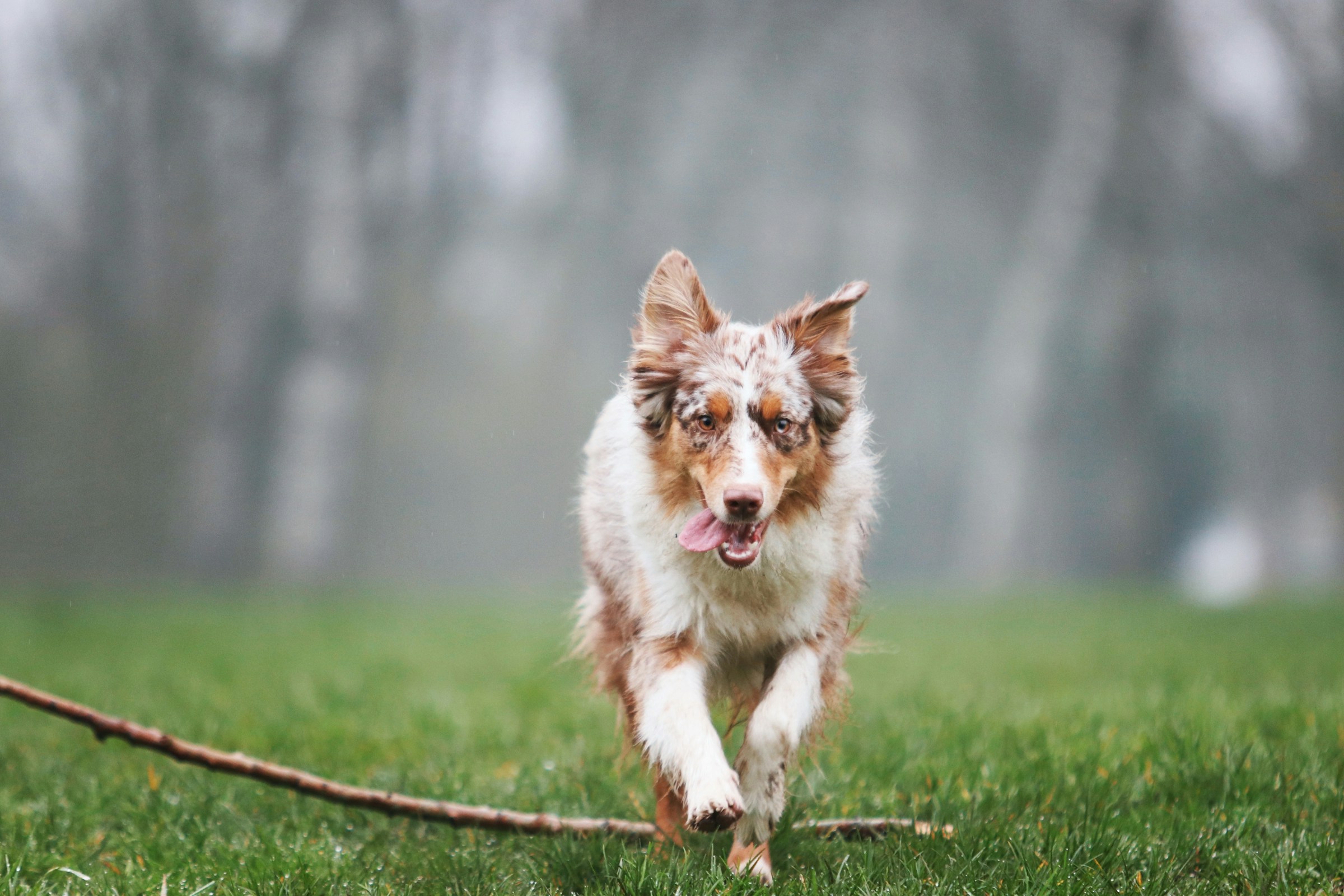 best dog food for Australian shepherds