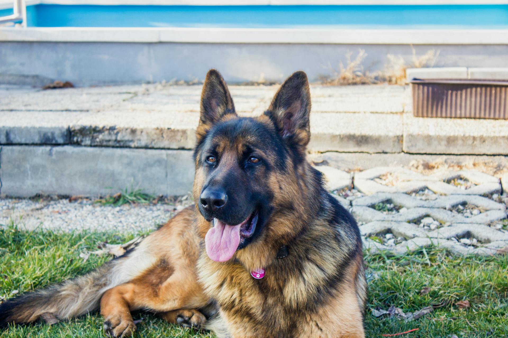 best dog food for german shepherds