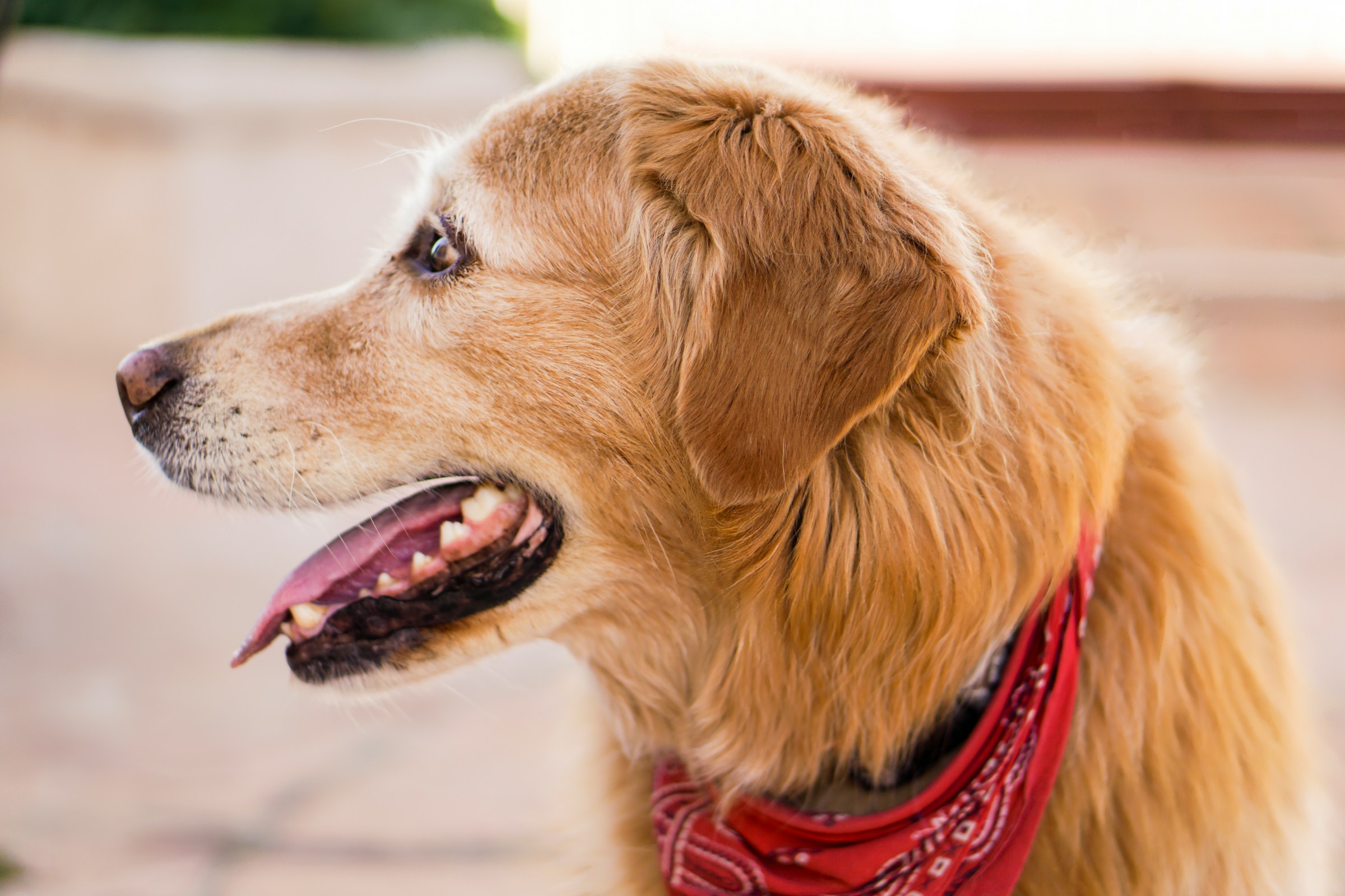 best dog food for golden retrievers