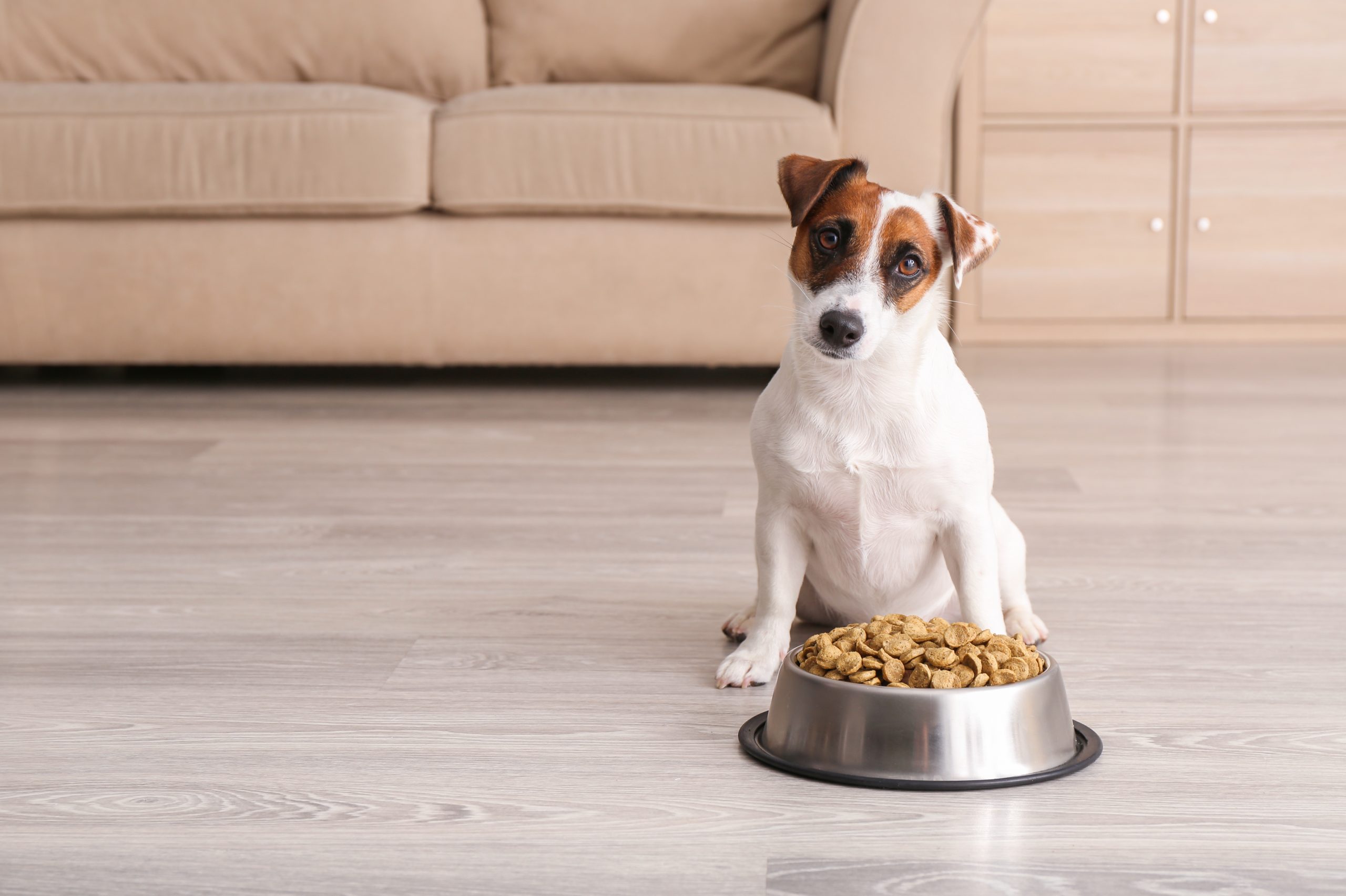 main image for best dog food with grain