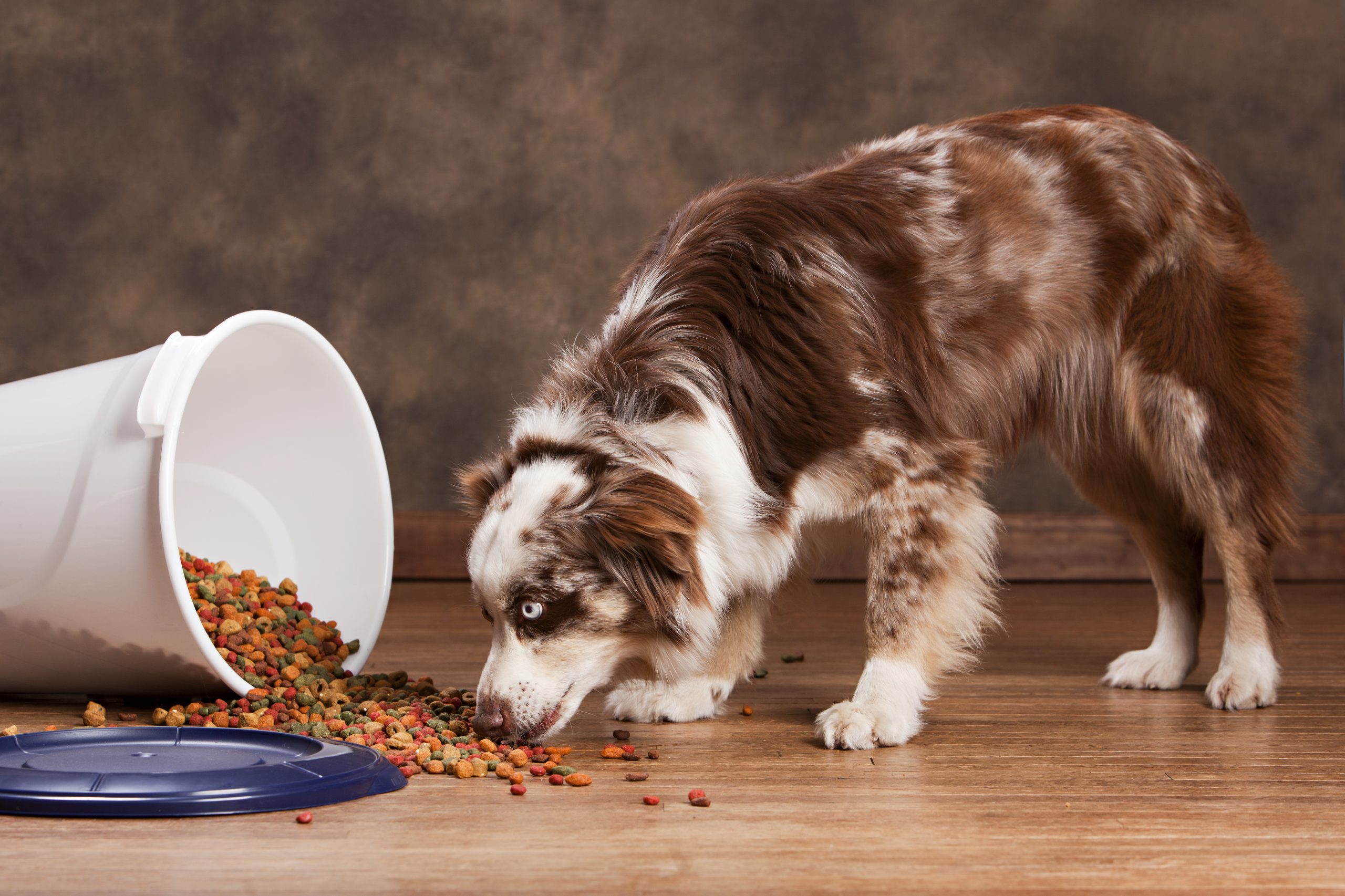 best dog food for australian shepherds