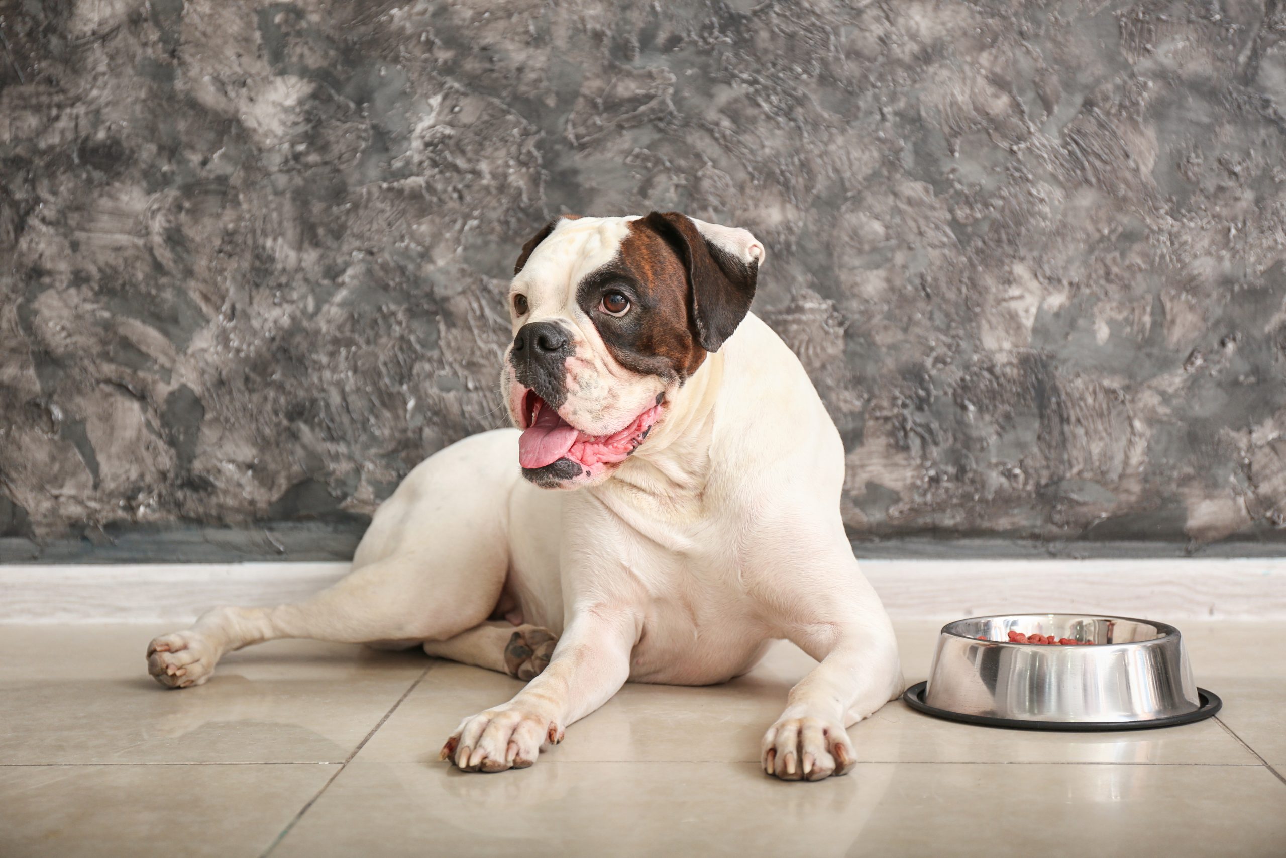 main image for best dog food for boxers