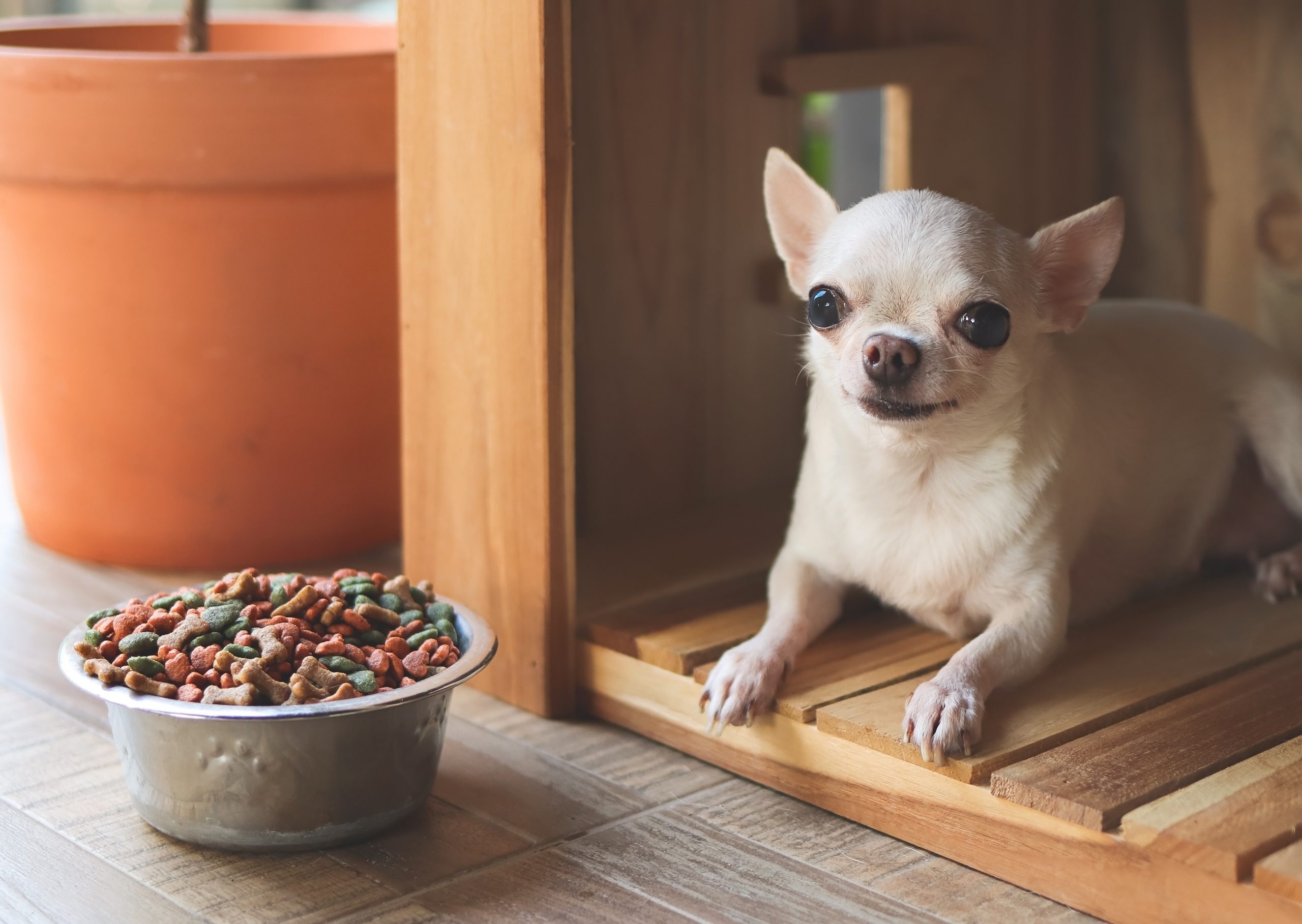 main image for the best dog food for chihuahuas in 2024