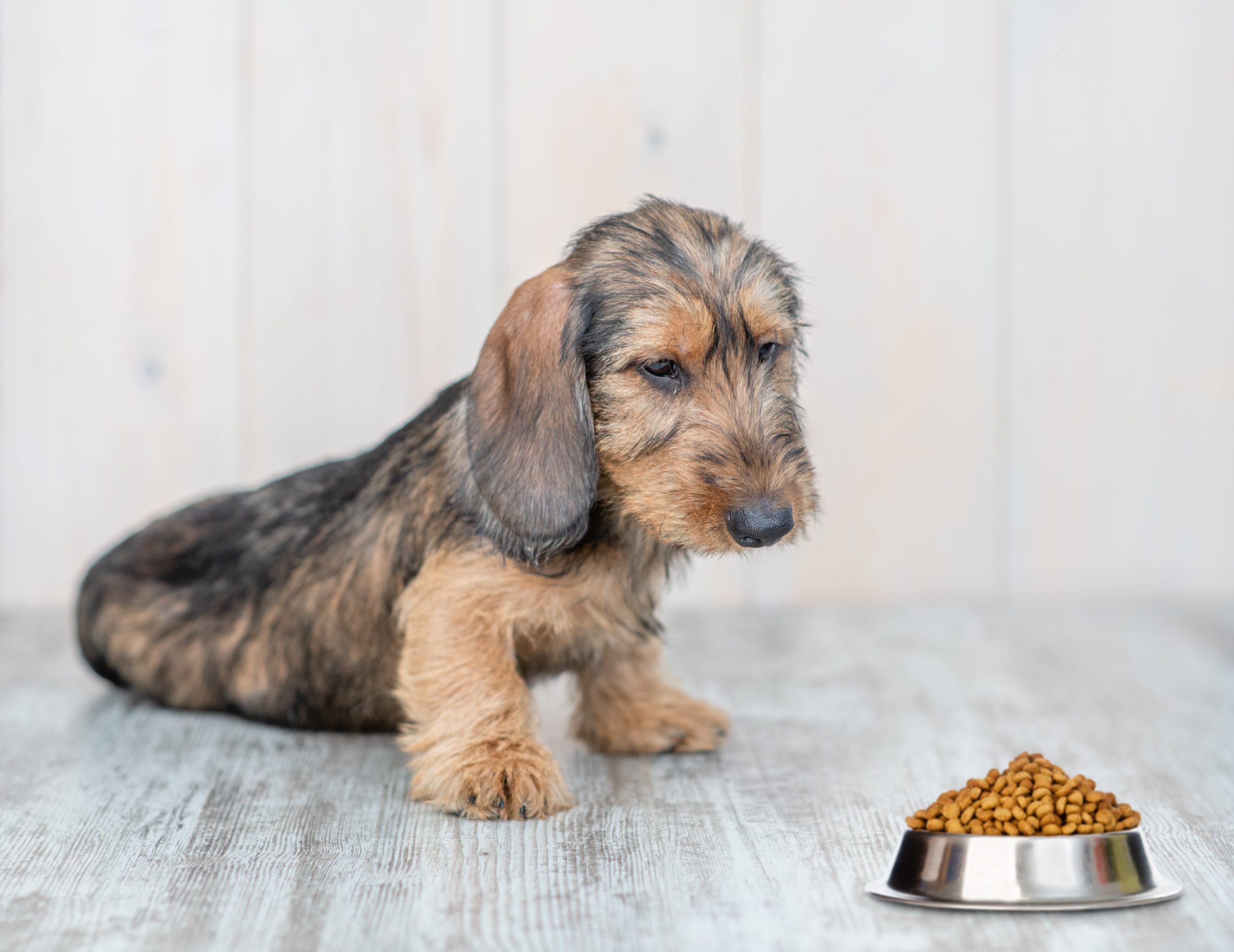 Best Dog Food For Dachshunds Dogtime