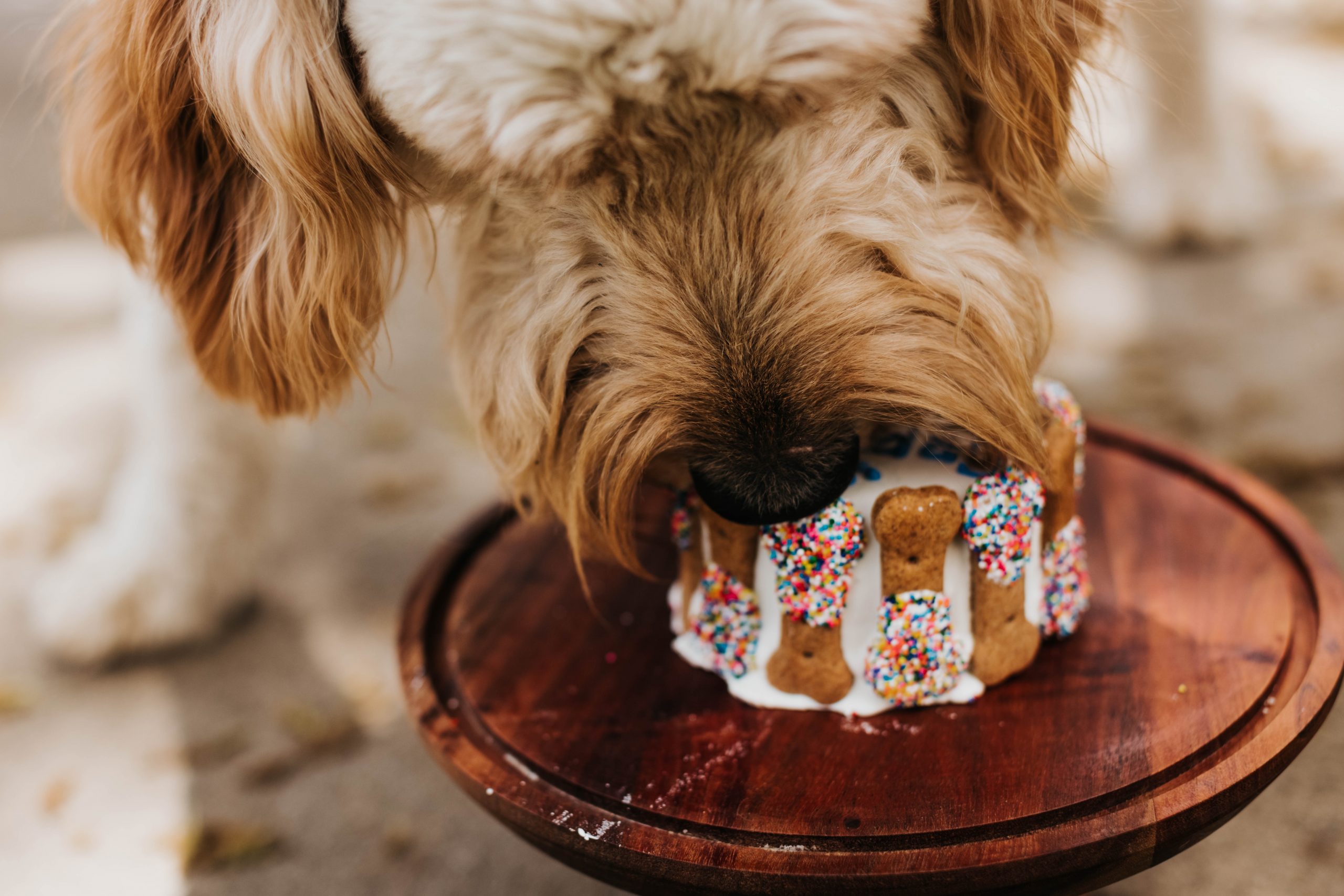 main image for best dog food for goldendoodles