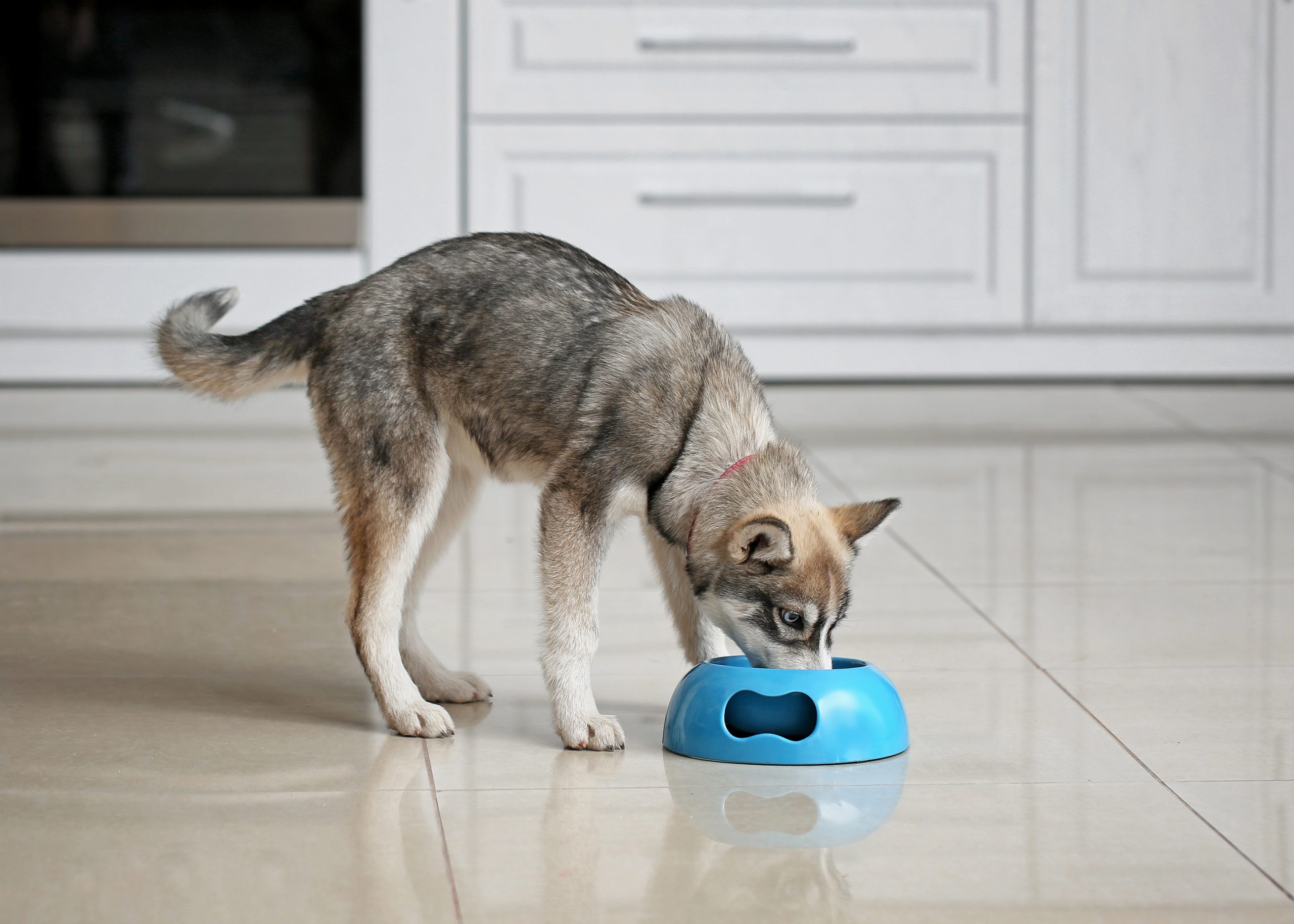 best dog food for huskies