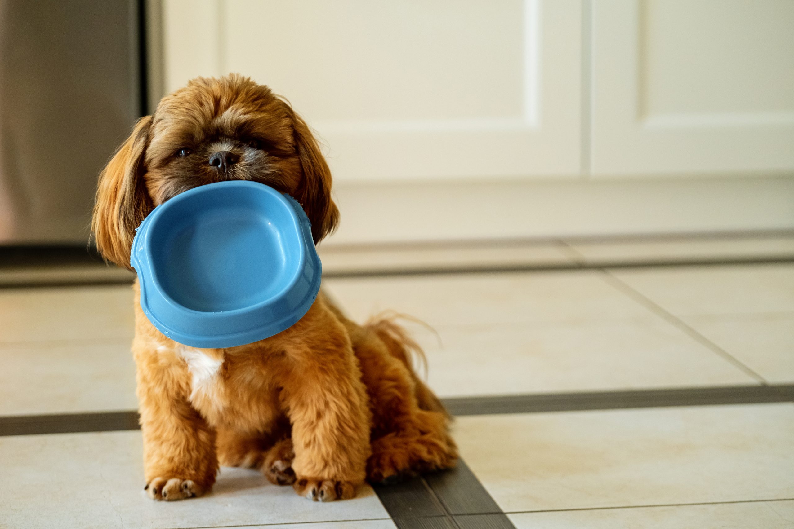Best Dog Food For Shih Tzus - Dogtime