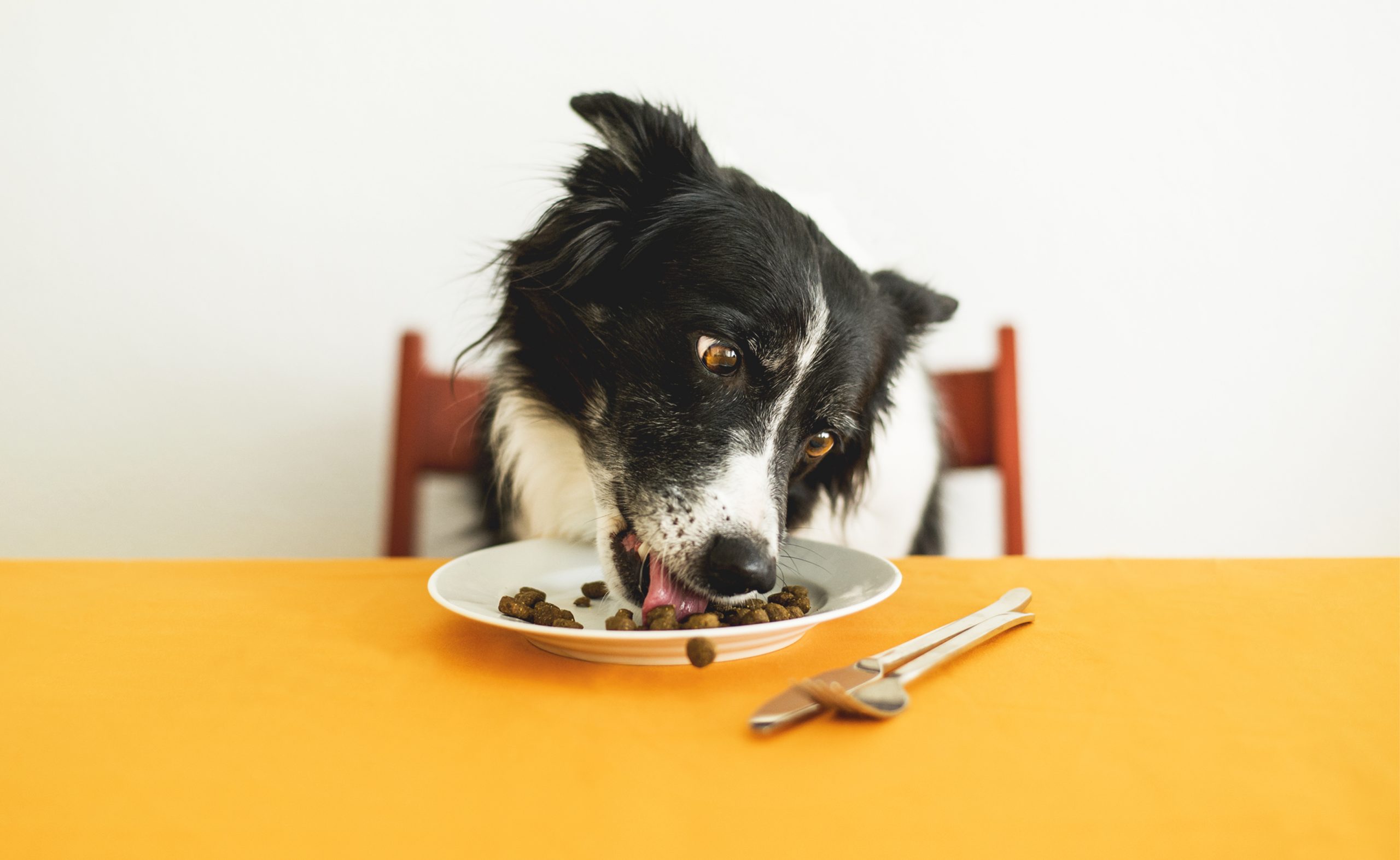 5 Best Fresh Dog Food - Dogtime
