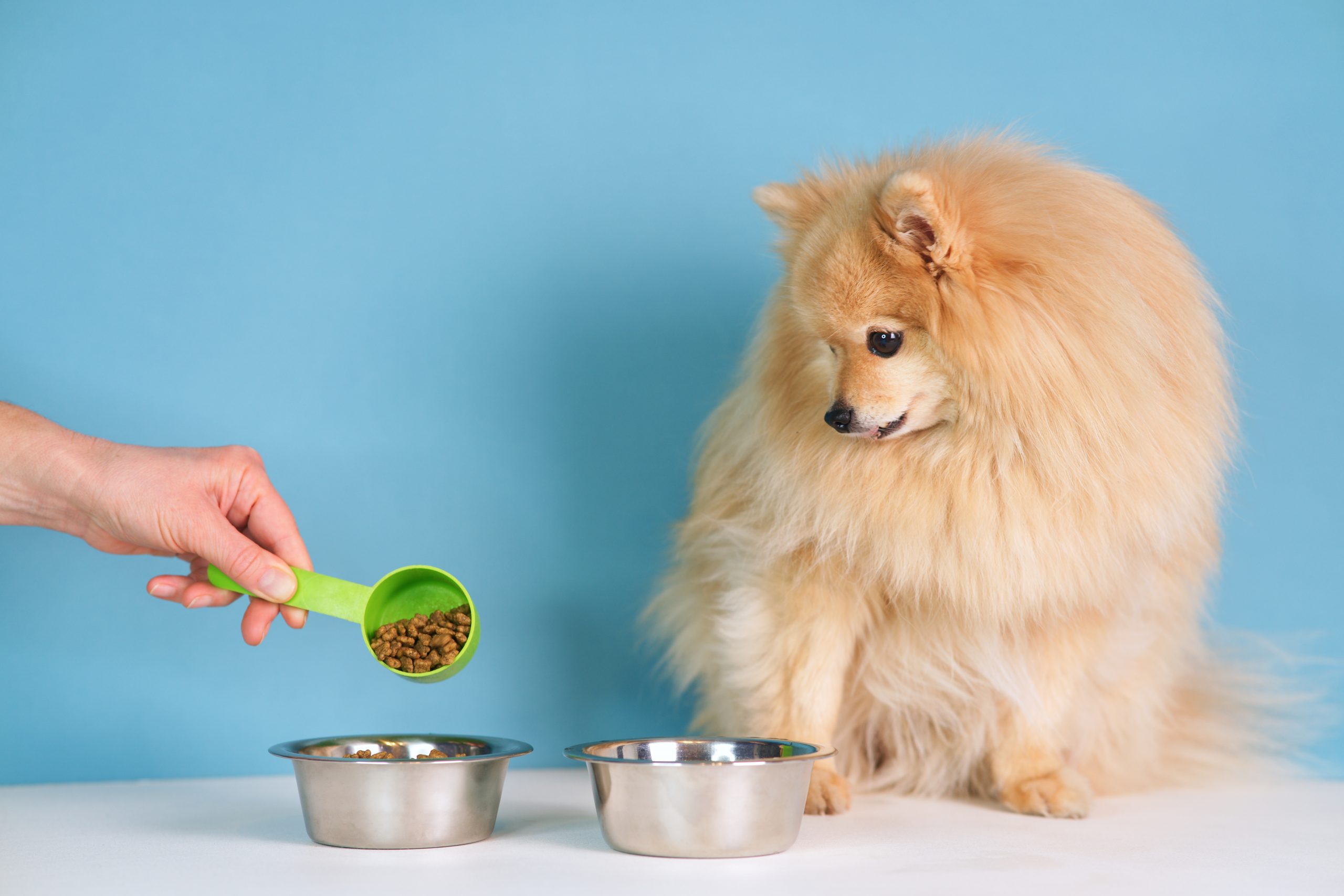 main image for best grain-free dog food