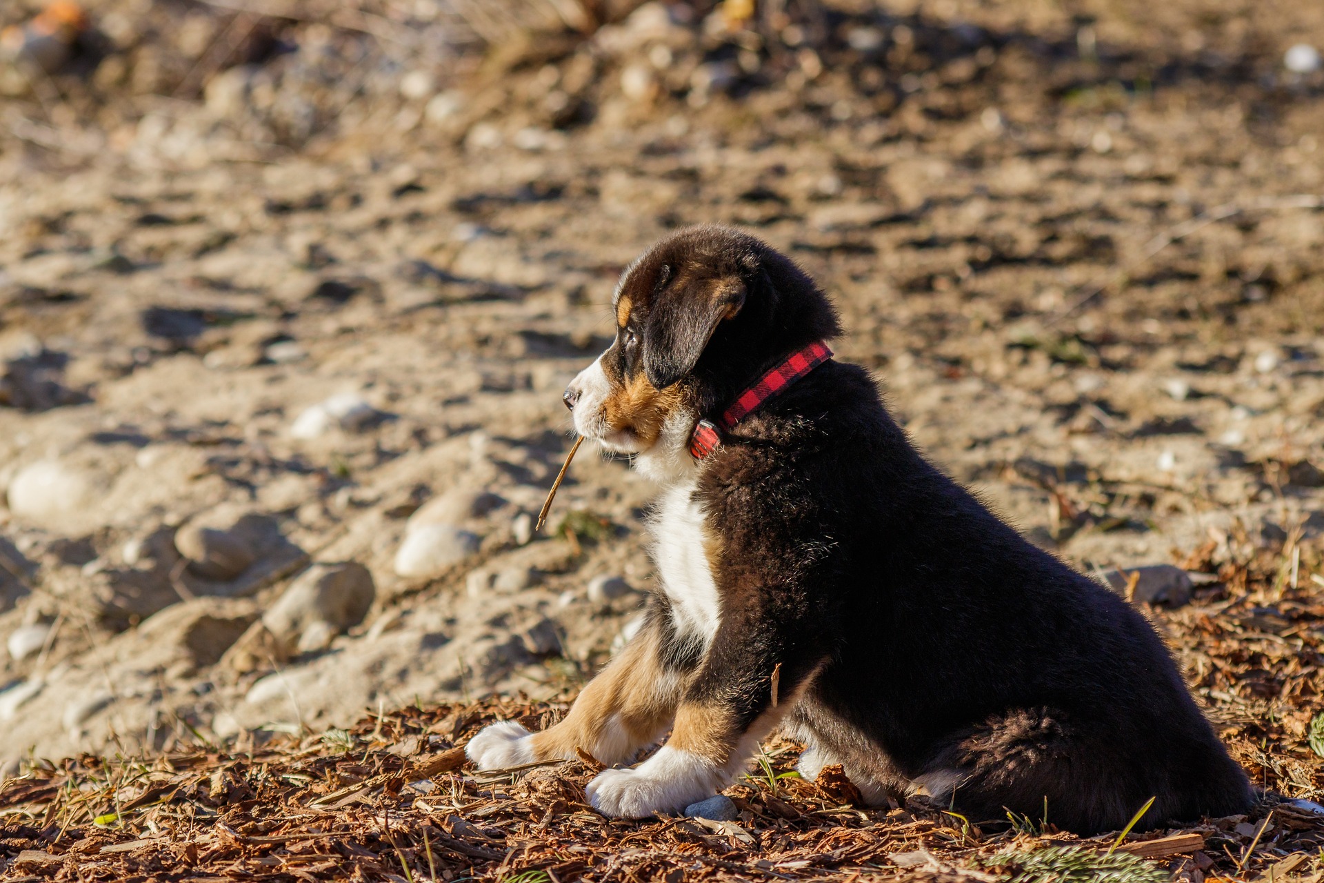 best large breed puppy food