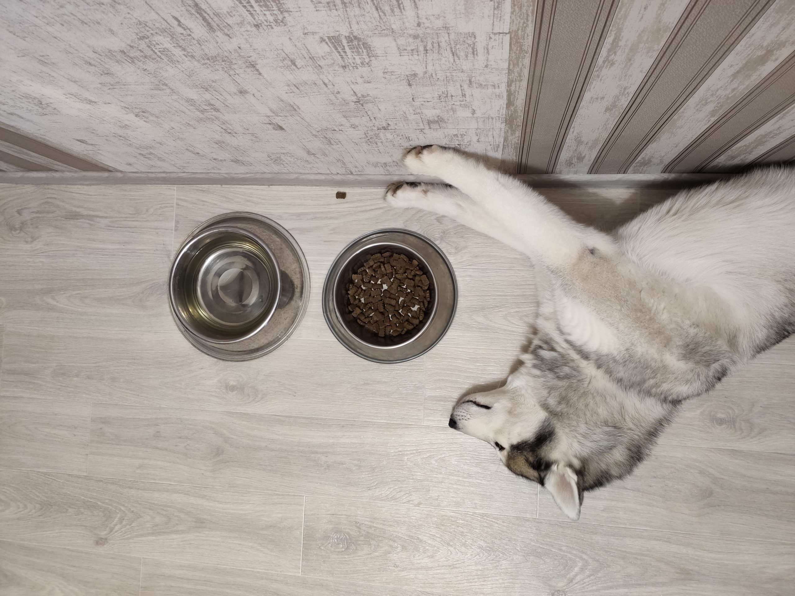 main image for best dog food for siberian huskies